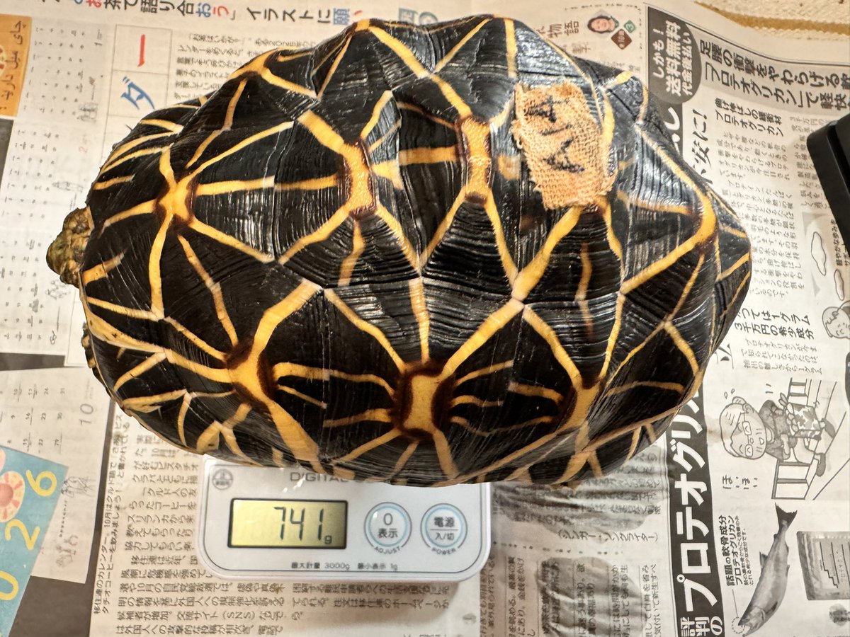 plusgoeflutz's tweet photo. 2024年6月同じクラッチで孵化したメスインドホシガメ。A13番とA14番がかなり大きくなった。A15番ちょっと遅れてる。来年か再来年A13番とA14番別のオスと少しずつペアリング検討する。このクラッチは6匹孵化した。3匹メスと3匹オス。オスたちは別のケージで管理して元気。

#インドホシガメ #リクガメ https://t.co/dqDULdtktb
