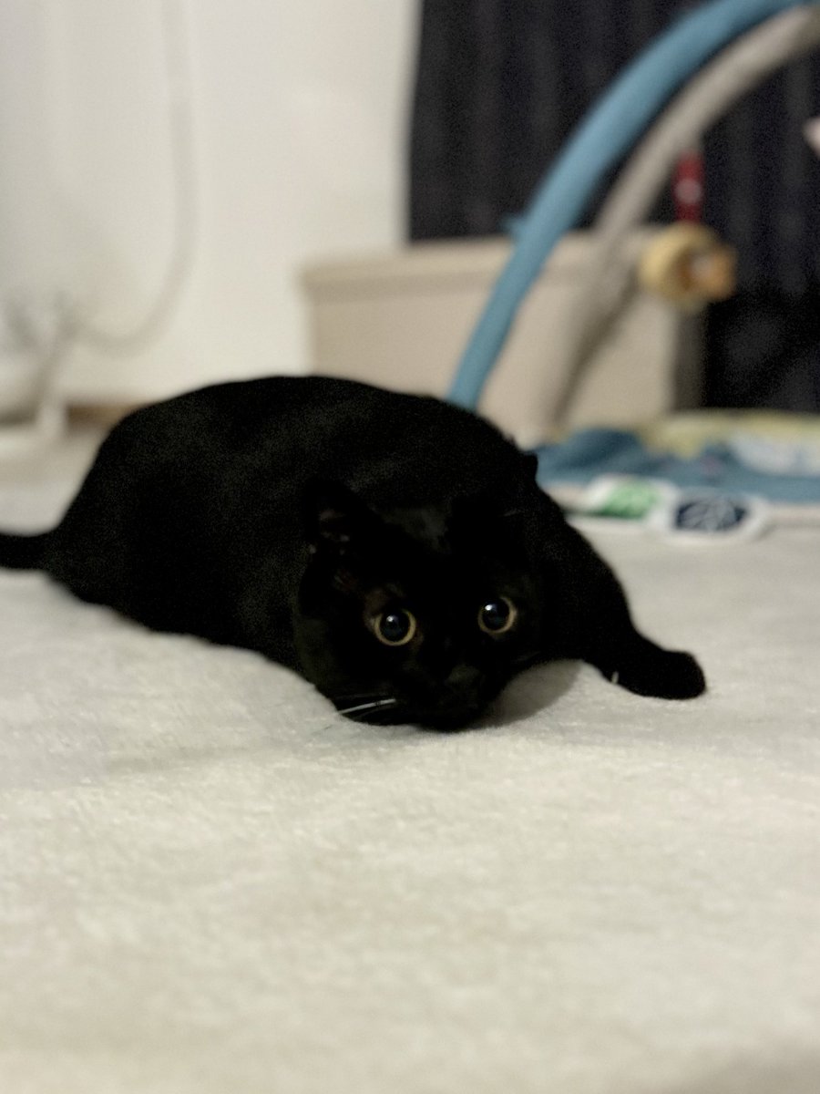 黒猫のこねろく (@nkknrk) / Posts / X