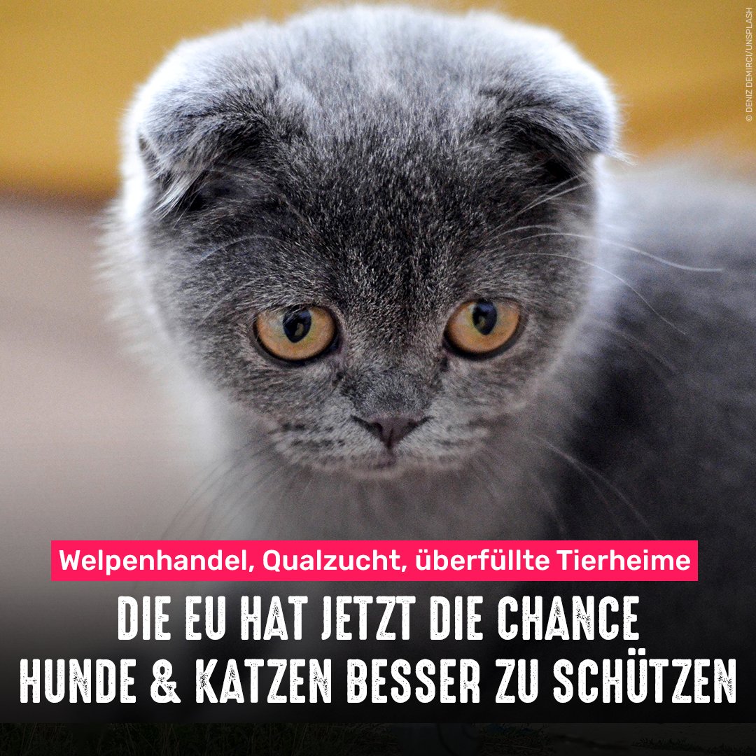 EU-Parlament, EU-Kommission und Ministerrat verhandeln morgen final über den besseren Schutz von Hunden und Katzen.

Bitte ins Gesetz aufnehmen:
✔ Werbeverbot für Qualzuchten
✔ Vorgaben für alle Züchter, unabhängig von der Anzahl der gehaltenen Tiere &amp; der Anzahl der Würfe/Jahr