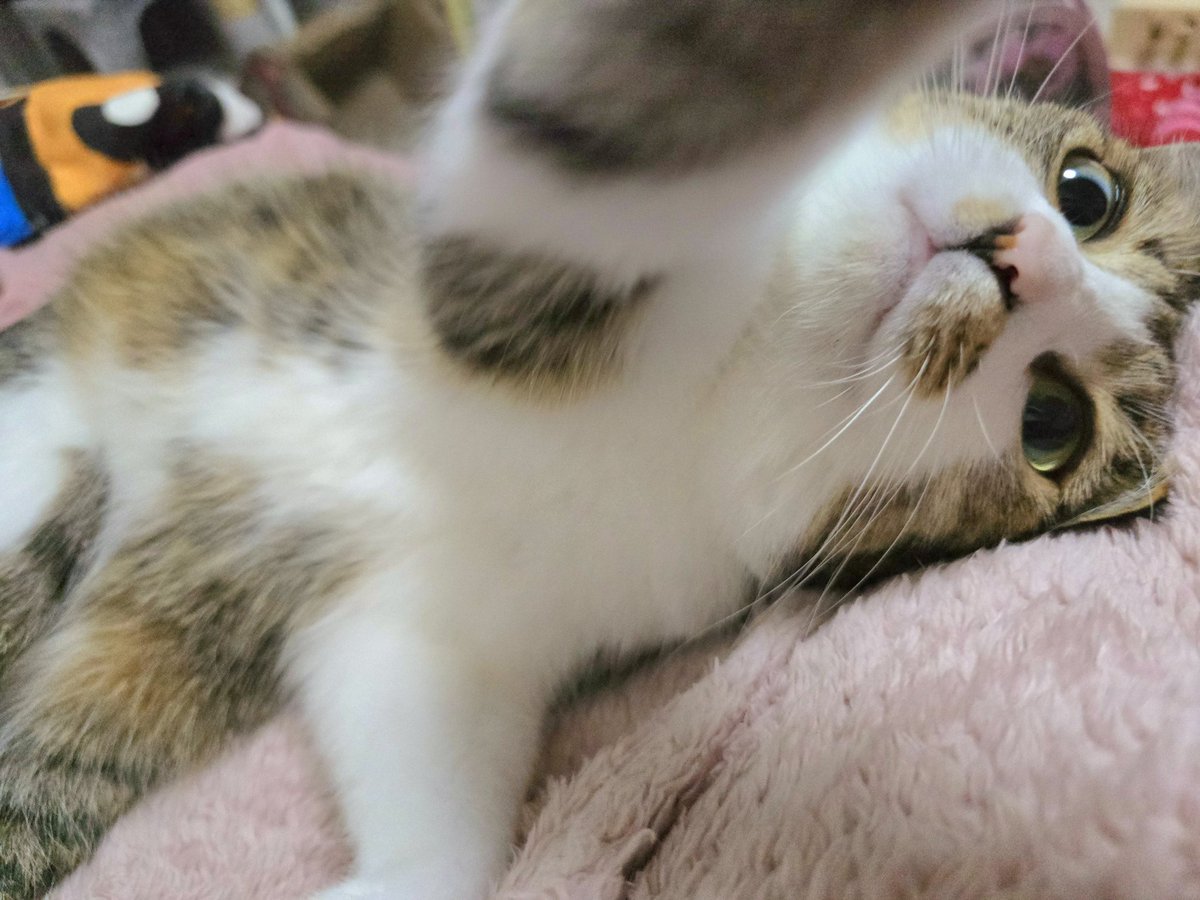 まりもちゃん！と🧌 (@marimo2021915) / Posts / X