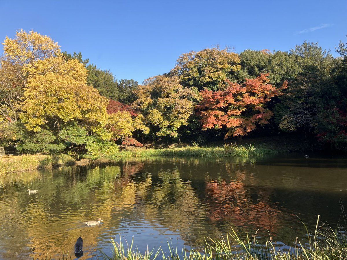 mimimi1330ko's tweet image. 紅葉！
水面に映るのが綺麗☺️