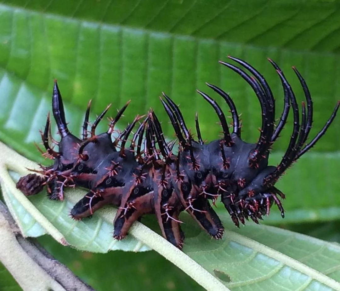 ✴La chenille du #papillon Citheronia phoronea, qui vit au Suriname 🦋 ✴

Source et crédits :
reddit.com/r/Awwducationa…

#animals #naturelovers #animaux #wildlife #nature #zoologie #insectes #insects #entomology #entomologie