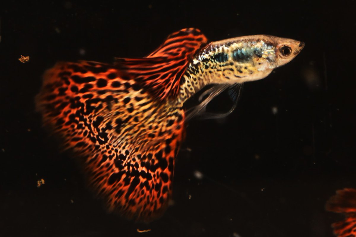 まっちゃん (@hirofish621) / Posts / X