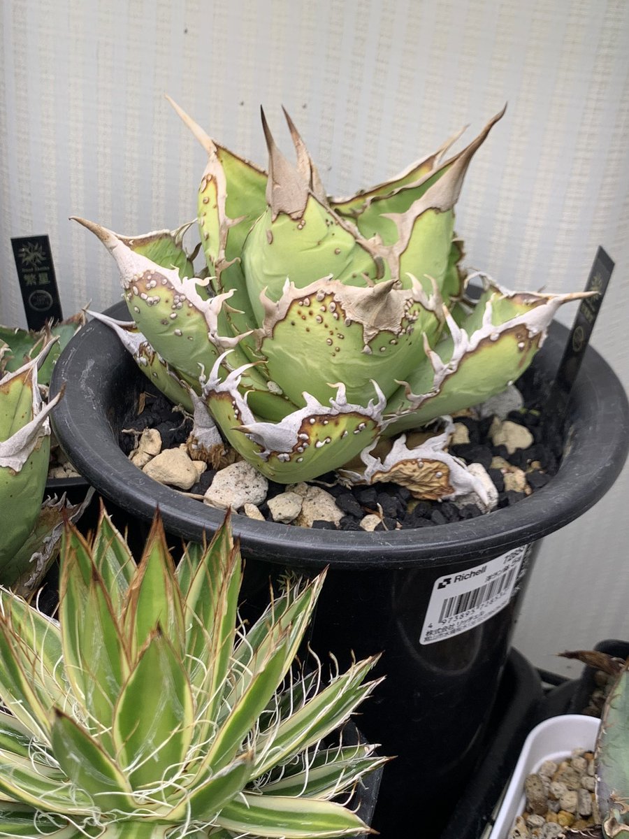 グッド多肉（goodtaniku） (@xiejunxian6990) / Posts / X