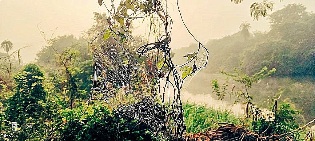 swordsnhammer's tweet image. Good morning 🌞 Katja 😊
It&apos;s ❄️ out there  🥶 😁👇
The original &apos;net&apos; working..
Where one used to be lost in the mist, &amp;amp; often found in the delicate threads of nature&apos;s embrace! Now the 🤳 is the Net
#Nature #MoodyMonday #Web
youtu.be/2twY8YQYDBE?si…