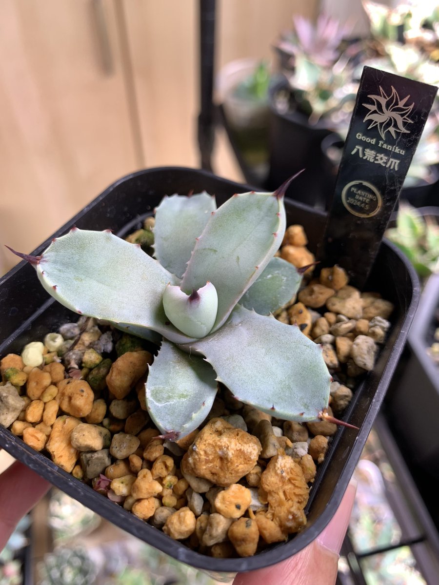 グッド多肉（goodtaniku） (@xiejunxian6990) / Posts / X