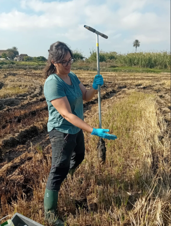 Leitat's tweet photo. 🌾 Soil sampling in Valencia’s rice fields as part of the #WATERGRID project!

With #GlobalOmnium and the #AcéquiadelOro community, #Leitat is assessing how reclaimed water and crop management impact soil health and microbial diversity to support more sustainable agriculture. https://t.co/BPs8esF5dL