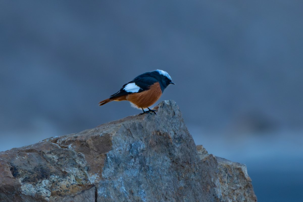rahul_rajguru's tweet image. A white winged redstart is one of the first birds you notice on a cold Ladakh morning.

I took these shots before sunrise when the light was still dim.

It was already busy foraging on the snow-covered slopes, moving between rocks without seeming to be bothered by the cold.