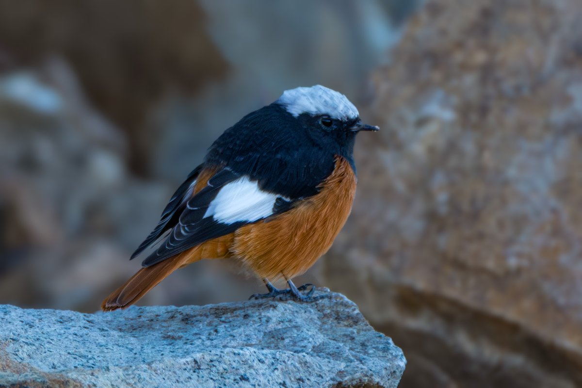 rahul_rajguru's tweet image. A white winged redstart is one of the first birds you notice on a cold Ladakh morning.

I took these shots before sunrise when the light was still dim.

It was already busy foraging on the snow-covered slopes, moving between rocks without seeming to be bothered by the cold.