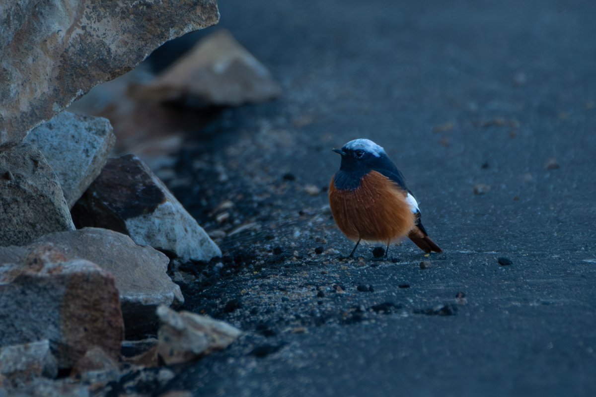 rahul_rajguru's tweet image. A white winged redstart is one of the first birds you notice on a cold Ladakh morning.

I took these shots before sunrise when the light was still dim.

It was already busy foraging on the snow-covered slopes, moving between rocks without seeming to be bothered by the cold.