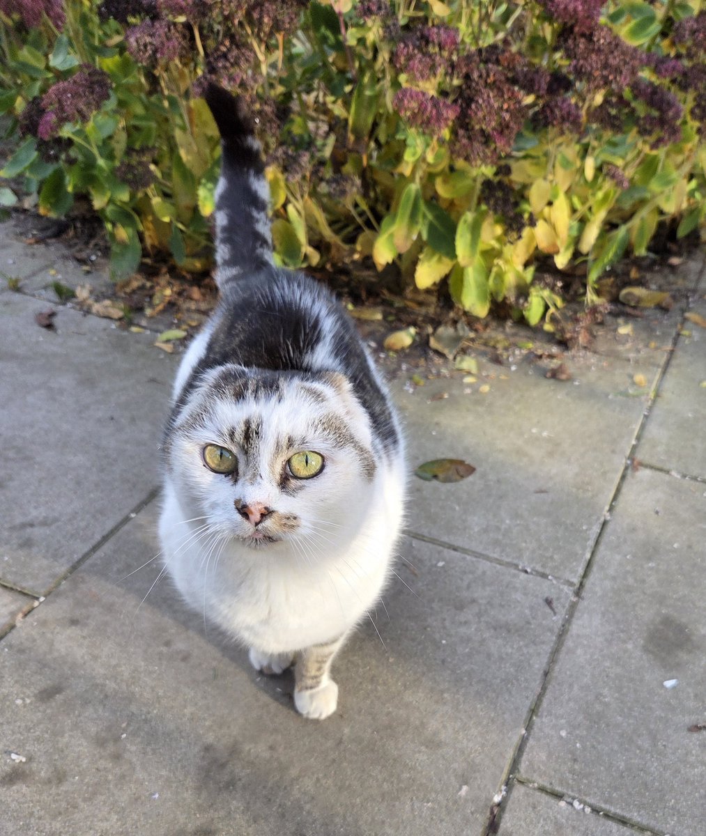#MondayMorning ~ hello from Vera wondering 'how long until Friyay' 🍗😹 🐾🧡 #inthecompanyofcats #freerangers #catrescue #seniorcats #happycats