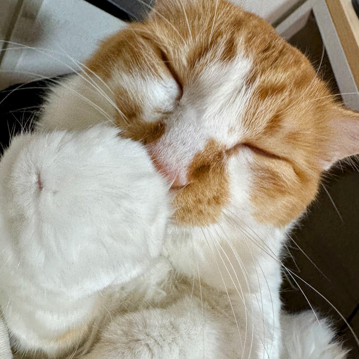 猫ヶ丘ガブリ@DTM大好き♪🐱 tweet media