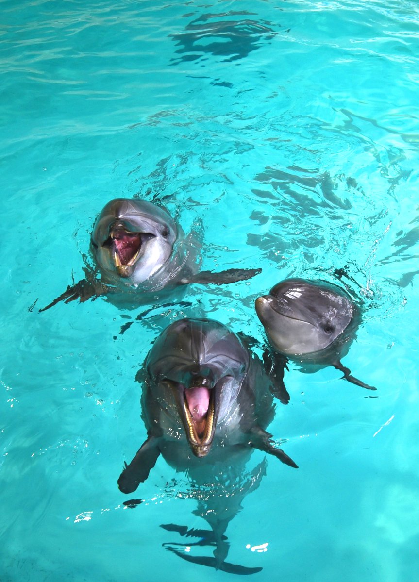 otaruaquarium's tweet image. 本日で2025年の通常営業を無事終了いたしました。
多くのお客様のご来館、誠にありがとうございました。
＃おたる水族館　＃冬期営業は2025年12月13日から