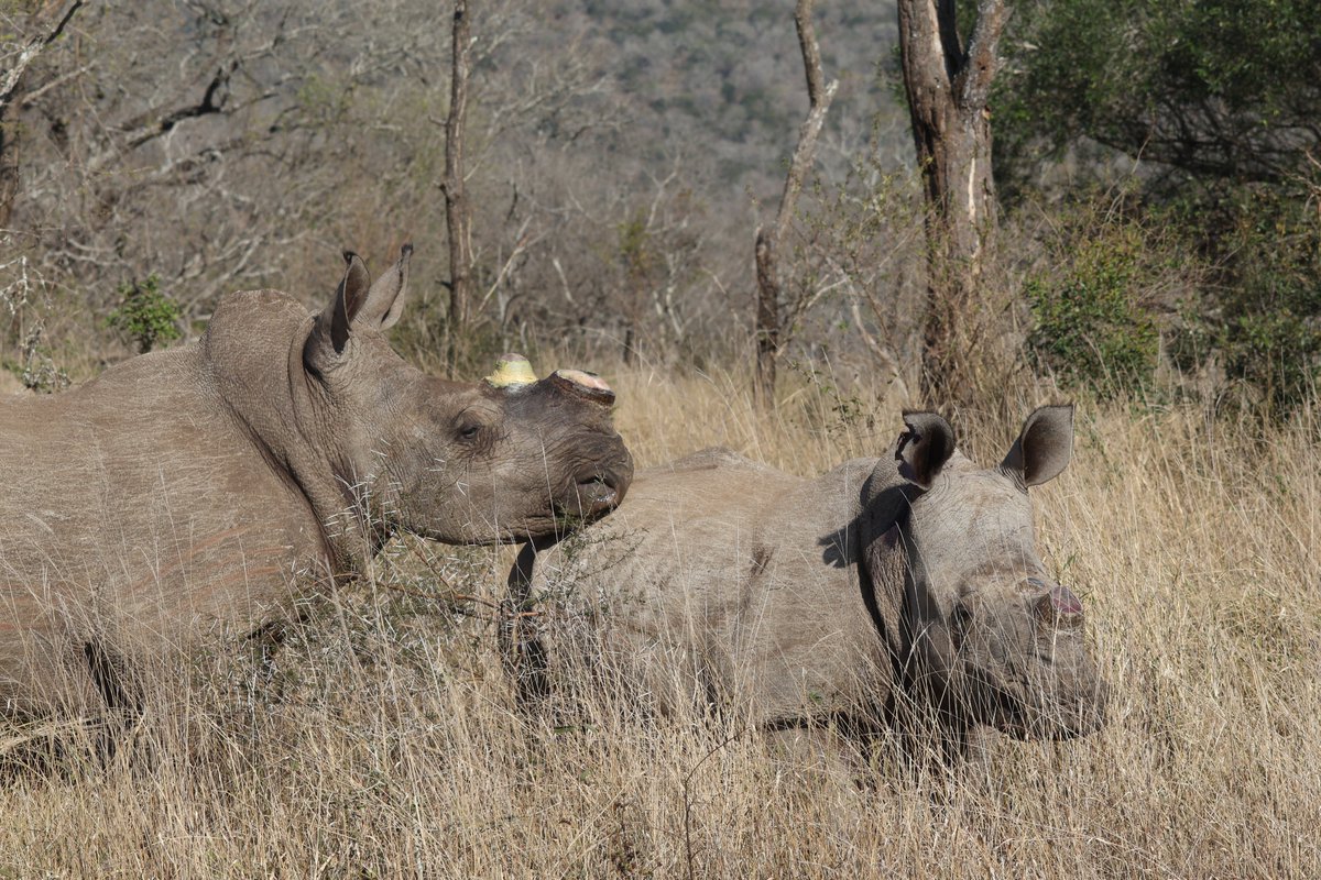 WildlifeACTInno's tweet image. Caught in a last-minute moment on a collaring or wildlife tagging mission? We’ve got you covered. Research window opens, an injured animal which requires an emergency tracker, or a project that can’t wait until 2026 - our team is ready to assist with rapid builds &amp;amp; dispatch.