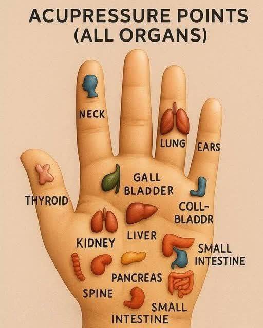 BeaupinEric's tweet image. L&apos;acupression est une thérapie ancienne qui cible des points spécifiques du corps, favorisant la guérison et l&apos;équilibre. En appliquant une pression sur certains points d&apos;acupression des mains, vous pouvez stimuler la capacité naturelle du corps à se guérir lui-même. Le schéma…