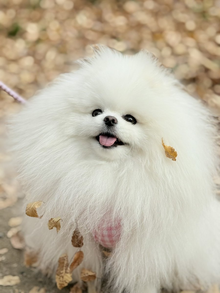 ルル*ララ 真っ白ポメラニアンの女の子 (@lulu_lu_0607) / Posts / X