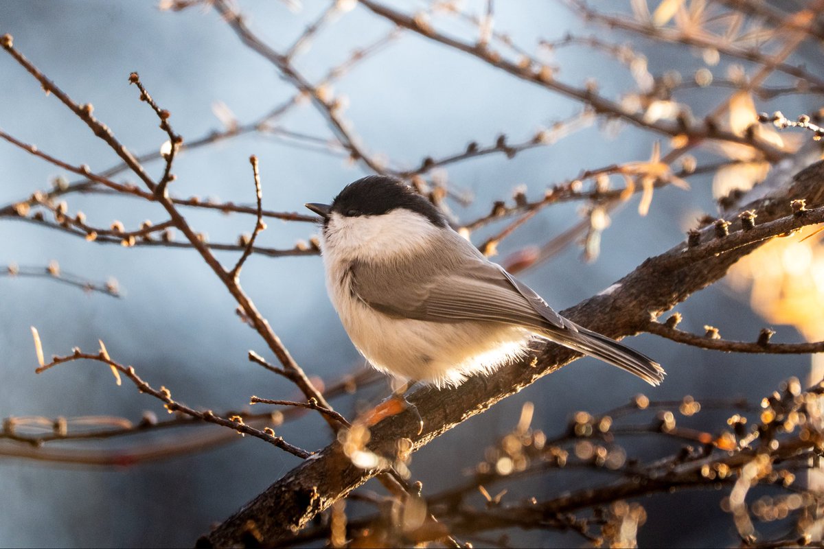 朝の光に照らされるコガラ。まんまるですね。
#コガラ #野鳥撮影 #SonyAlpha
