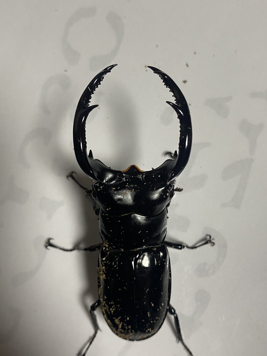 ささき (@sasaki_628212) / Posts / X