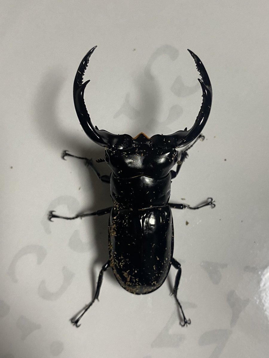 王冠竜12号　yasuページ yasu 【クワカブブログで情報発信中！】 (@yasu_udon_) / Posts / X