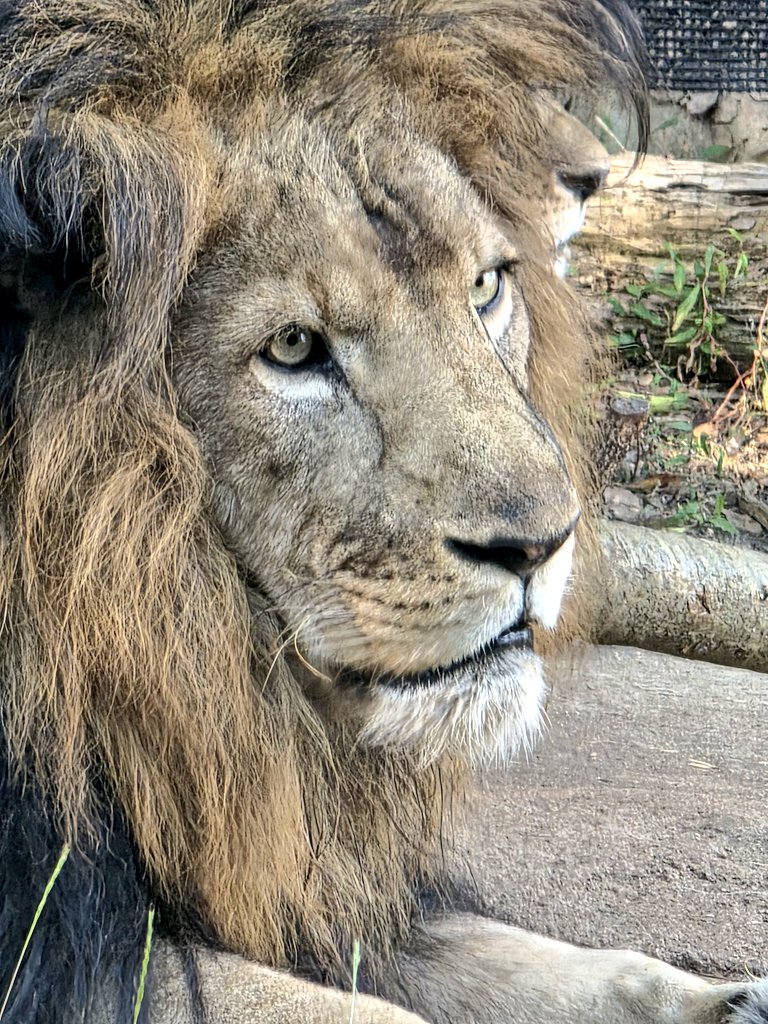 gmy_kdR_EX's tweet image. リアンの横顔撮ってたら、
コマちゃんも映りこんできて、
そしてアクビ🤭

#到津の森公園
#動物園
#ライオン
#リアン
#コマ