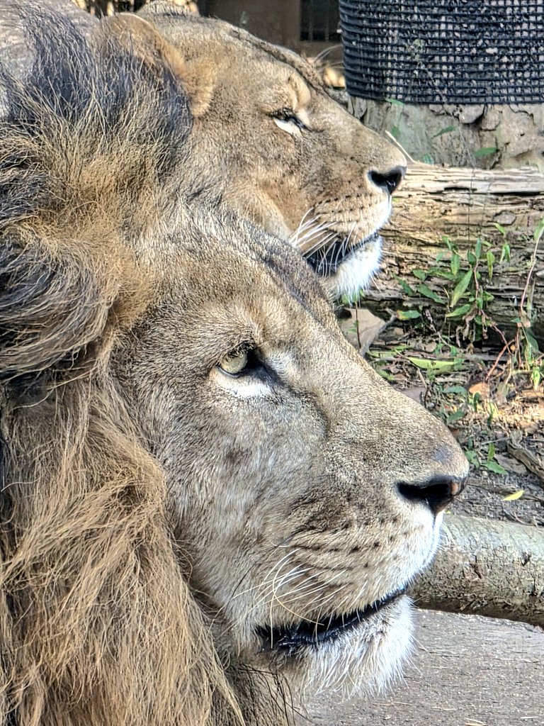 gmy_kdR_EX's tweet image. リアンの横顔撮ってたら、
コマちゃんも映りこんできて、
そしてアクビ🤭

#到津の森公園
#動物園
#ライオン
#リアン
#コマ