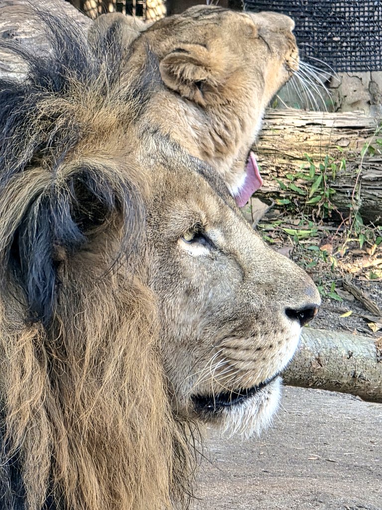 gmy_kdR_EX's tweet image. リアンの横顔撮ってたら、
コマちゃんも映りこんできて、
そしてアクビ🤭

#到津の森公園
#動物園
#ライオン
#リアン
#コマ