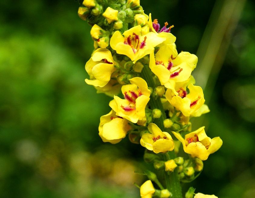 concienciaeco's tweet image. Las seis mejores plantas para elaborar remedios naturales para la tos y la garganta
acortar.link/Hb8upZ
#medioambiente #tos #garganta #remedionaturales #plantas #plantasmedicinales #salud #saludnatural #respiración