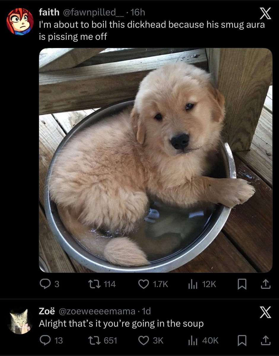 bucky (•ᴥ•ʋ) tweet media