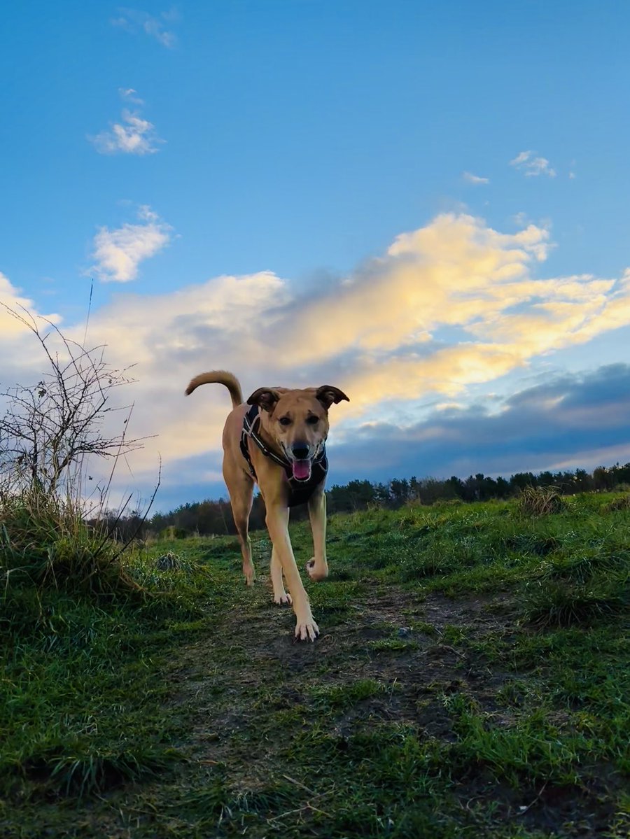 adventuredogco2's tweet image. Morning.
Off we go again.
Have a great day.