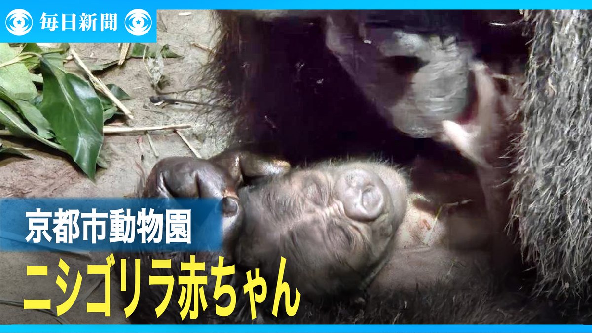 ODYSSEYFZGSDDJFLX10CW ゴリラになります Schleich ゴリラ（オス）【14661】 | シュライヒ | 14661ゴリラオス