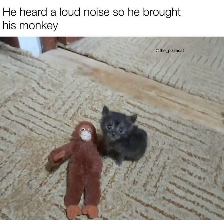 PostsOfCats's tweet image. 