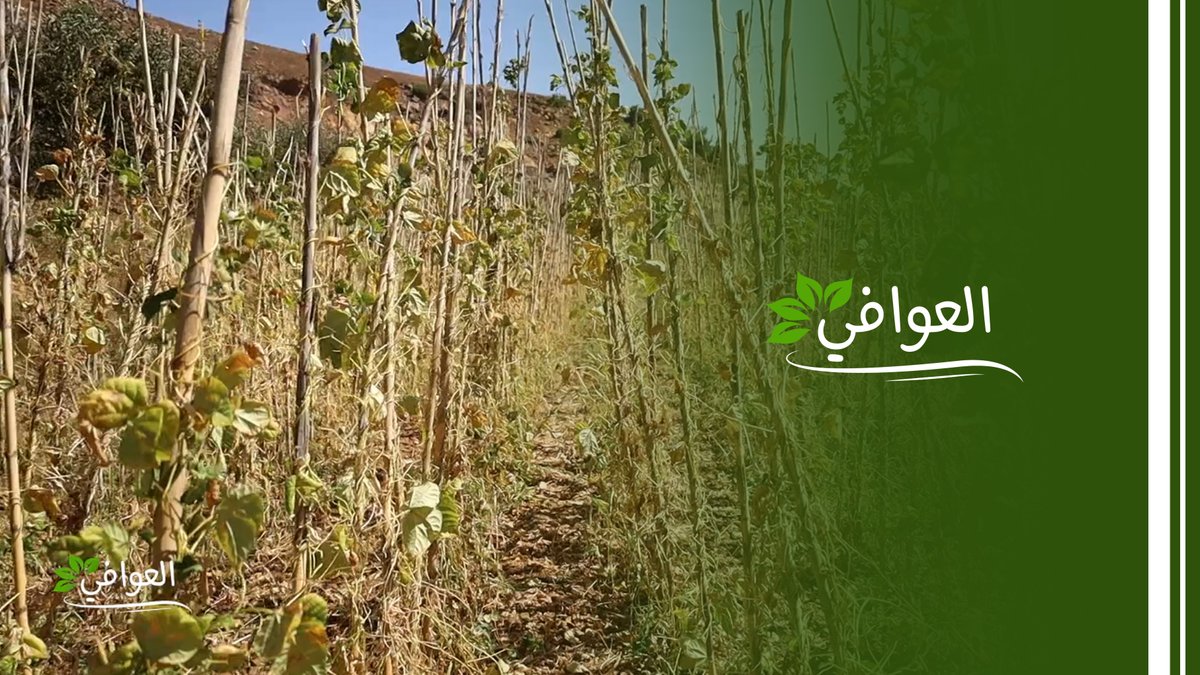 ما هي المواعيد والأراضي المناسبة لزراعة اللوبيا؟ وما هي الخطوات المعتمدة لضمان إنتاج وفير؟
youtu.be/foFXXlUvIKM
#العوافي
#OTVNews #OTVLebanon