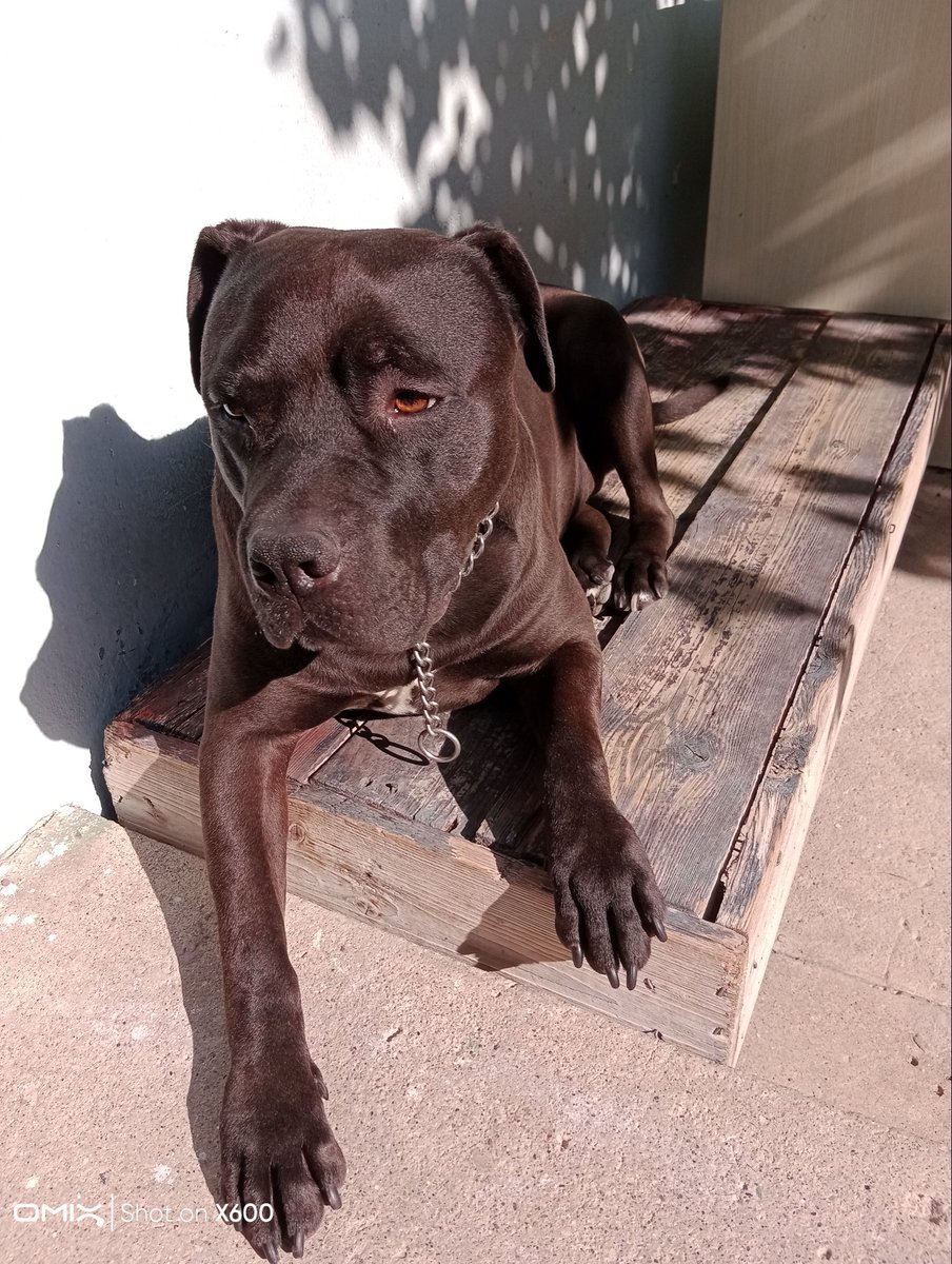 Öğretmenler gününüz kutlu olsun ❤️
Pit canım 👑🖤🐾