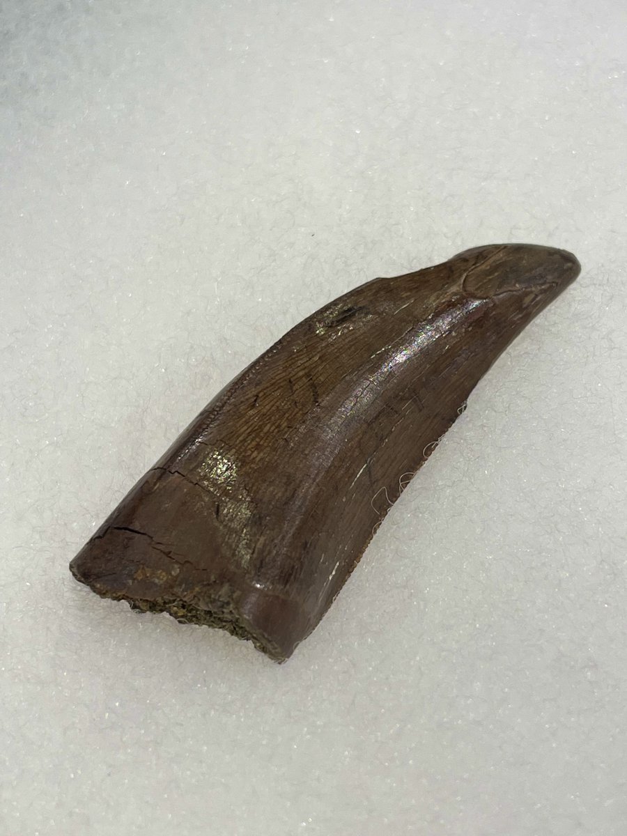 sr_srsendai's tweet image. 約6600万年前、恐竜時代の最後まで生き抜いた最強の肉食恐竜、ティラノサウルスの歯化石🦖🦷

アメリカ・モンタナ州の白亜紀後期の地層から発掘されたものです。

縁のギザギザや、エナメル質もとても美しい…店頭にてぜひ実物をご覧下さい✨