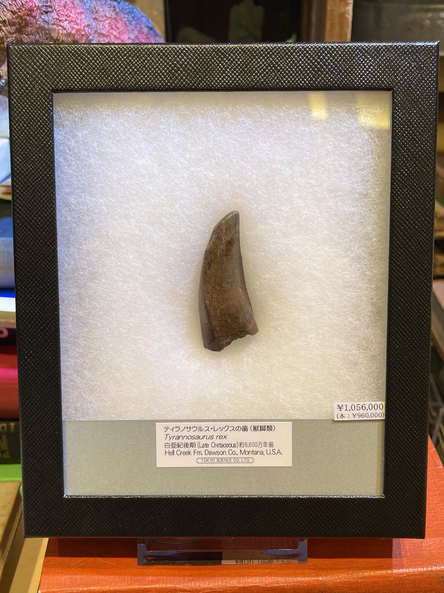 sr_srsendai's tweet image. 約6600万年前、恐竜時代の最後まで生き抜いた最強の肉食恐竜、ティラノサウルスの歯化石🦖🦷

アメリカ・モンタナ州の白亜紀後期の地層から発掘されたものです。

縁のギザギザや、エナメル質もとても美しい…店頭にてぜひ実物をご覧下さい✨