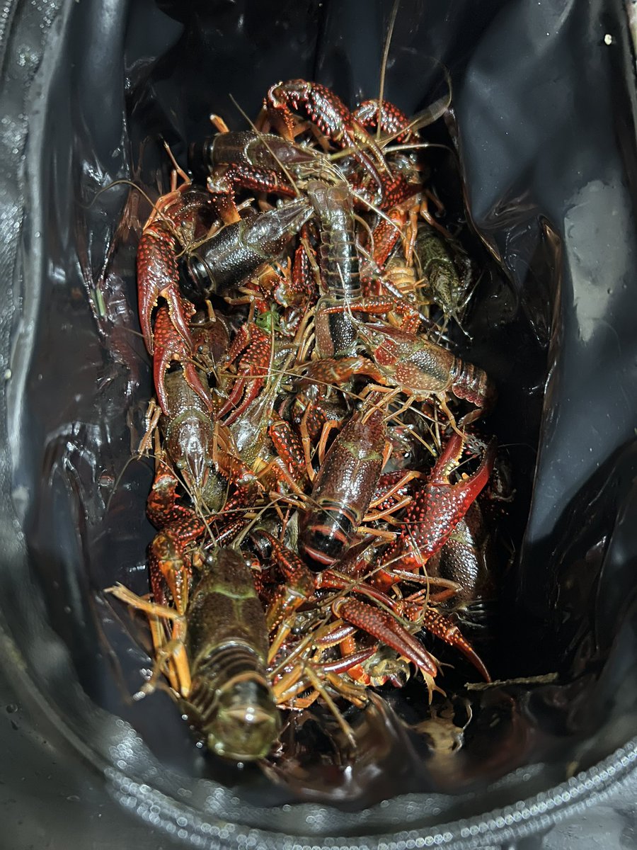 ik1208's tweet photo. ガサガサでザリガニ🦞 https://t.co/GlxjMb6y53