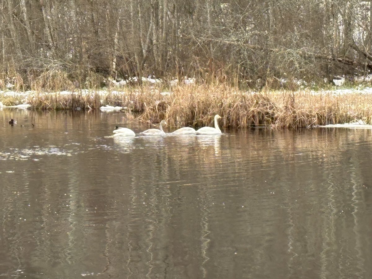 Gävle just nu. Lilla svansjön på Gavleån.