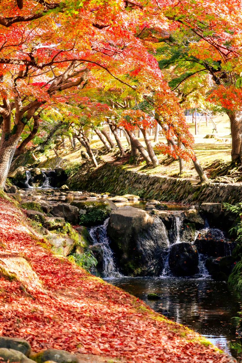 Sorani___Ao's tweet image. 散りて尚、美しい秋。