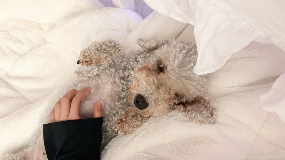 강아야 나랑 100년만 같이있자