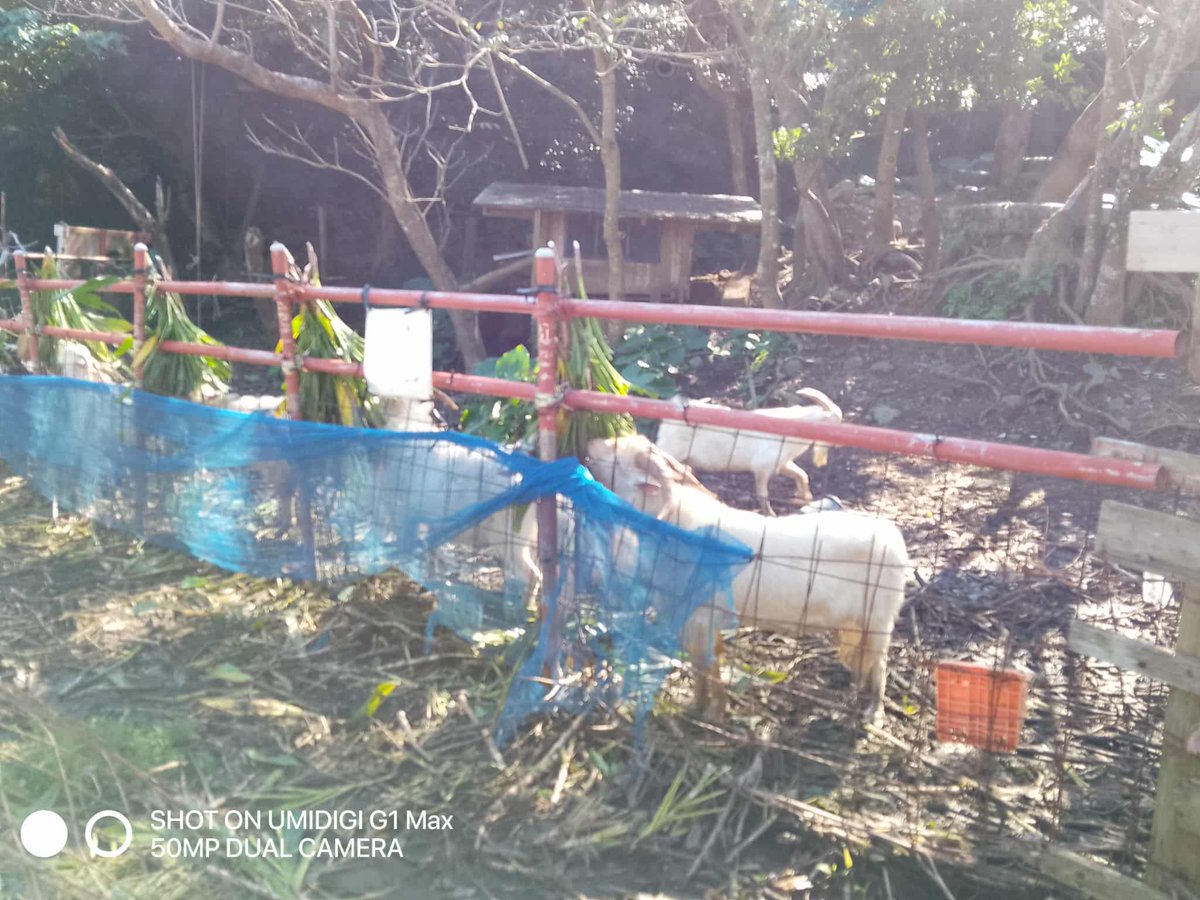 ヤギさん♡ご飯(餌？)集め中♡ ヤギ 動物 牧場 エサの写真素材 - PIXTA