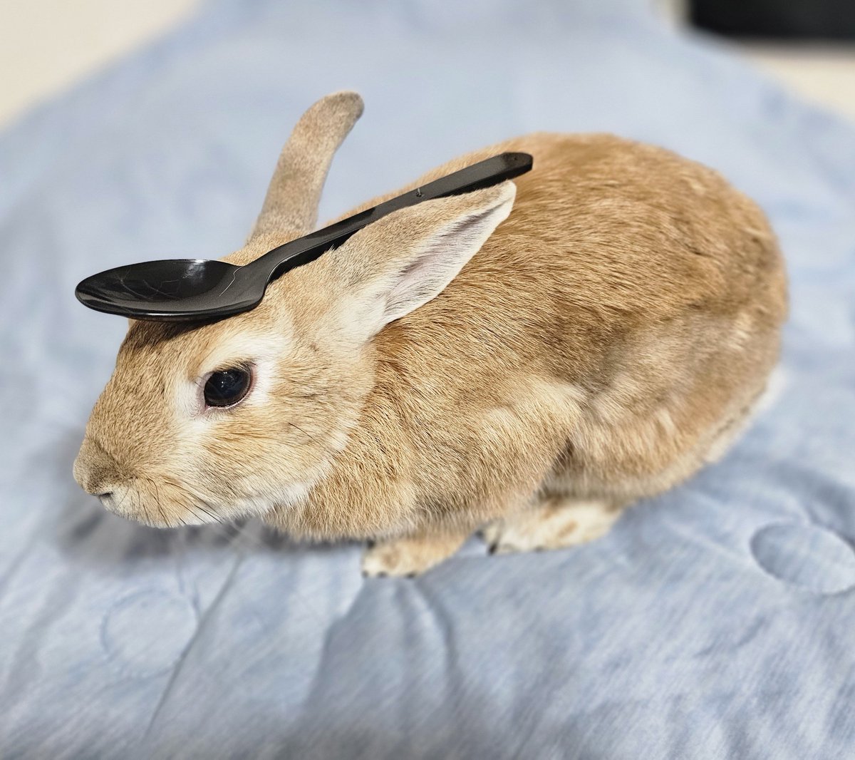 앨빈과 마리는 토끼 (@alvintherabbit) on Twitter photo 