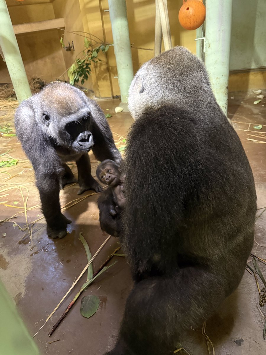 Miki (@mickey44mickey) / Posts / X