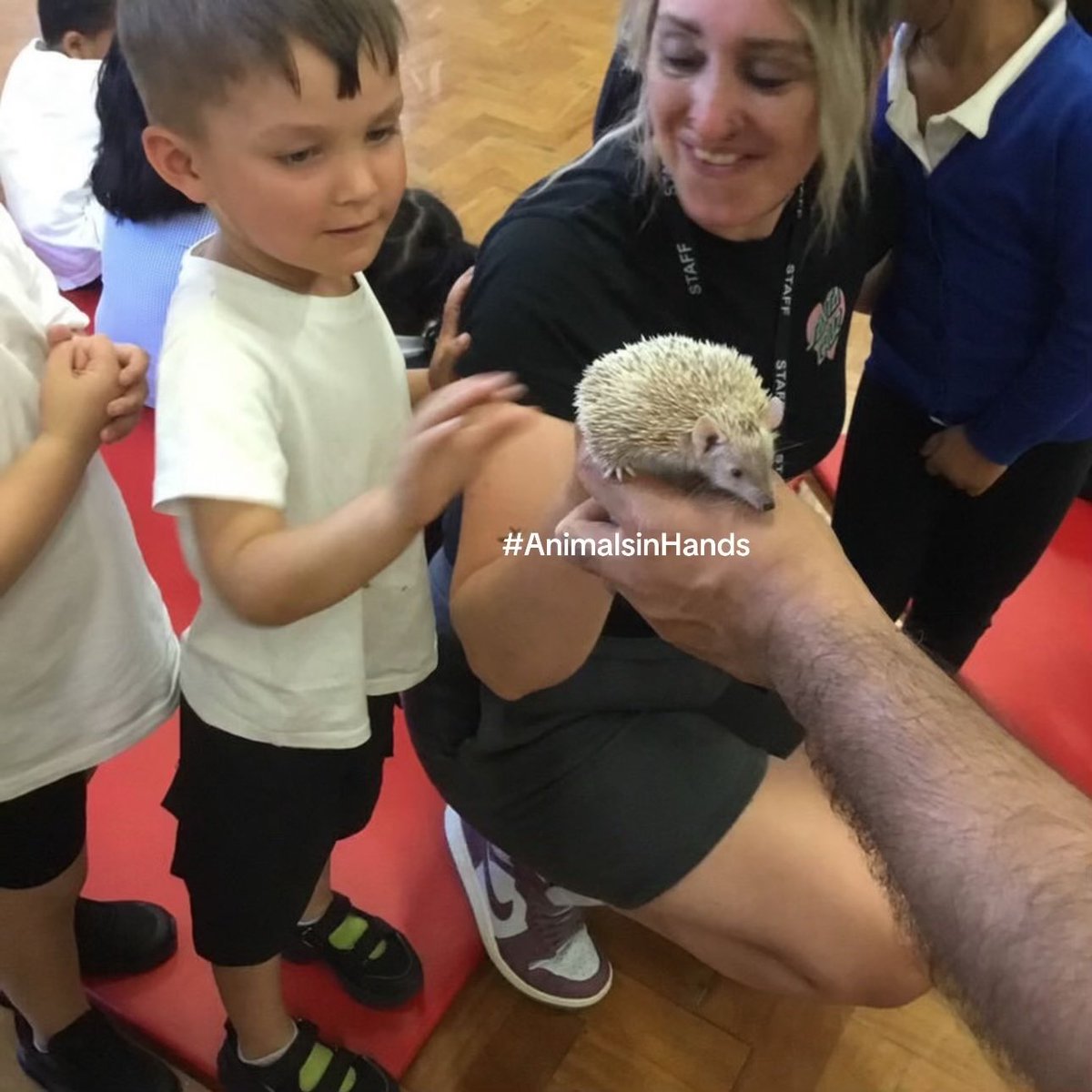 Classroom animal handling workshops.

#AnimalManUK  #animalbirthdayparty #animalsinhandsuk #animalmanwestmidlands #animalencounteruk  #birthdaypartyideas
#animalsinhandsuk  #wildscience  #exoticzoo  #zootoyou #animalencountersuk animalsinhands.com