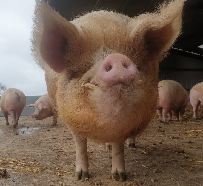 RathboneKim's tweet image. Pigoneer Pig Of The Day Squidgy!
On a wet Monday morning who better to cheer us all up than a smiling Squidgy!😁😍
From a life of suffering to a life of happiness Squidgy enjoys playing, digging, wallowing &amp;amp; oinking out orders
Join the Pigoneers today!⬇️
globalvegancrowdfunder.org/pigoneer-2000-…