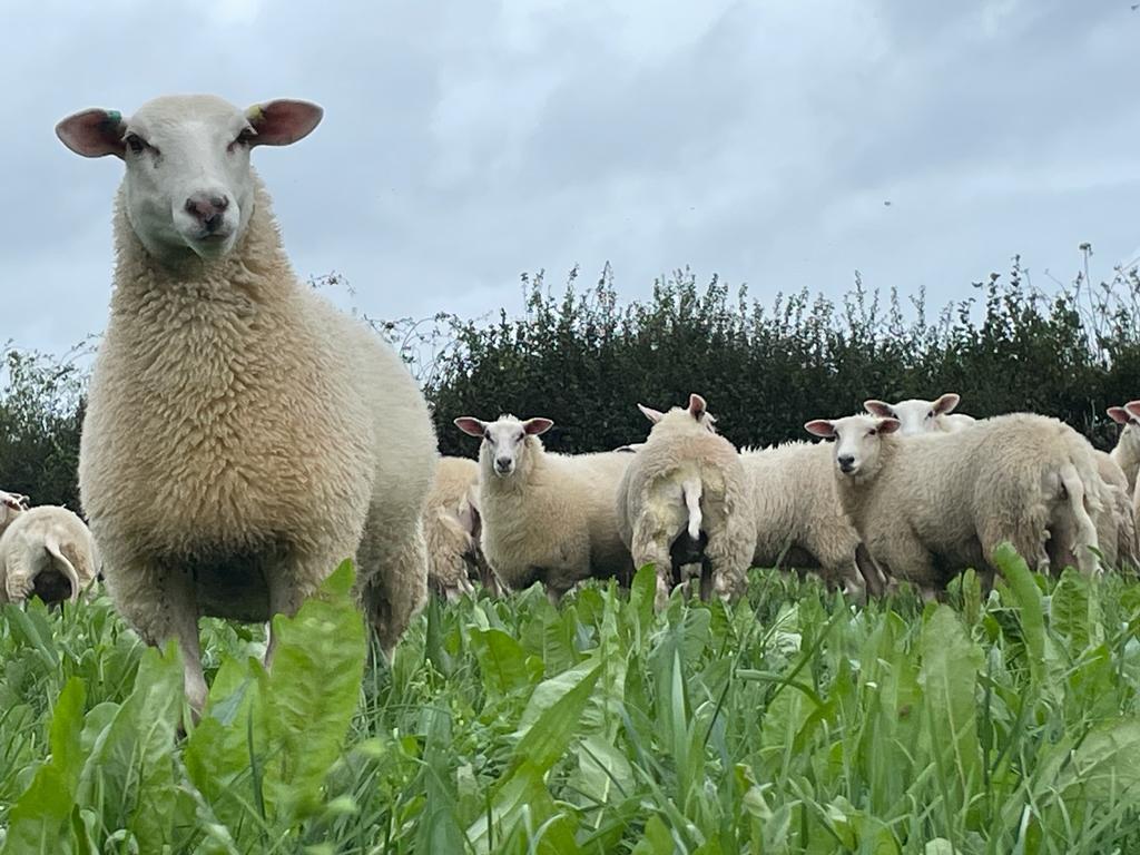 💰Mae'n economi wledig am elwa o fuddsoddiad £3.5m o'r Cynllun Twf at ddatblygiad £4.7m Defaid Llaeth Cymru🐑 
🌟Gyda chefnogaeth hefyd o £200k gan Grŵp Llandrillo Menai, a £1m gan @LlywodraethCymru bydd y cyfleuster o'r radd flaenaf👇
uchelgaisgogledd.cymru/newyddion/budd…
<a href="/WalesOffice/">Wales Office</a>