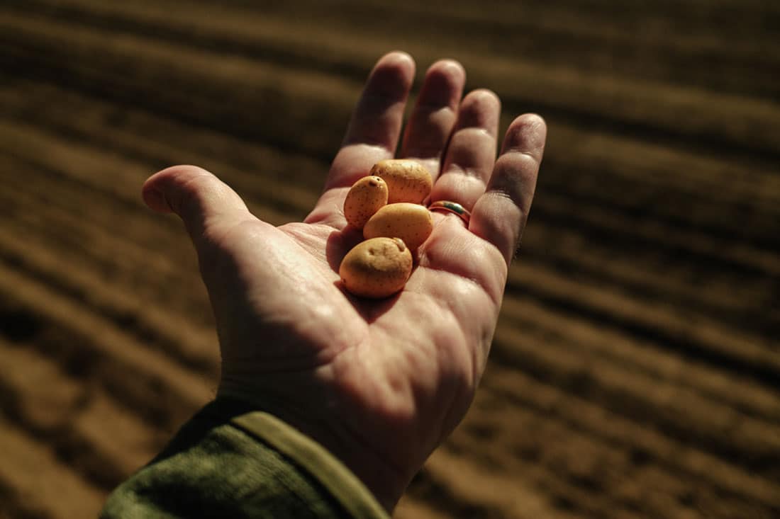 SeedWorldEU's tweet image. CRISPR-enhanced potatoes 🥔🔬 showed strong late blight resistance in first field trials in Sweden &amp;amp; Denmark. Bigger 2026 trials ahead 🌱✨
#NGT #CRISPR #AgTech #PotatoInnovation #SustainableAg

hubs.li/Q03TKkSy0