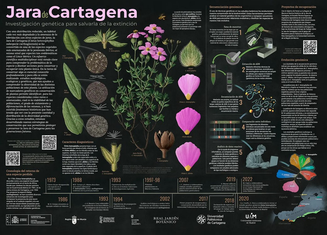 🌺 La #infografía de la #JaradeCartagena muestra al detalle la investigación genética para salvarla de la extinción.
#botánica #flora #biodiversidad 🌿 🍃

👉 Descarga: jaradecartagena.com/infografia-jar…