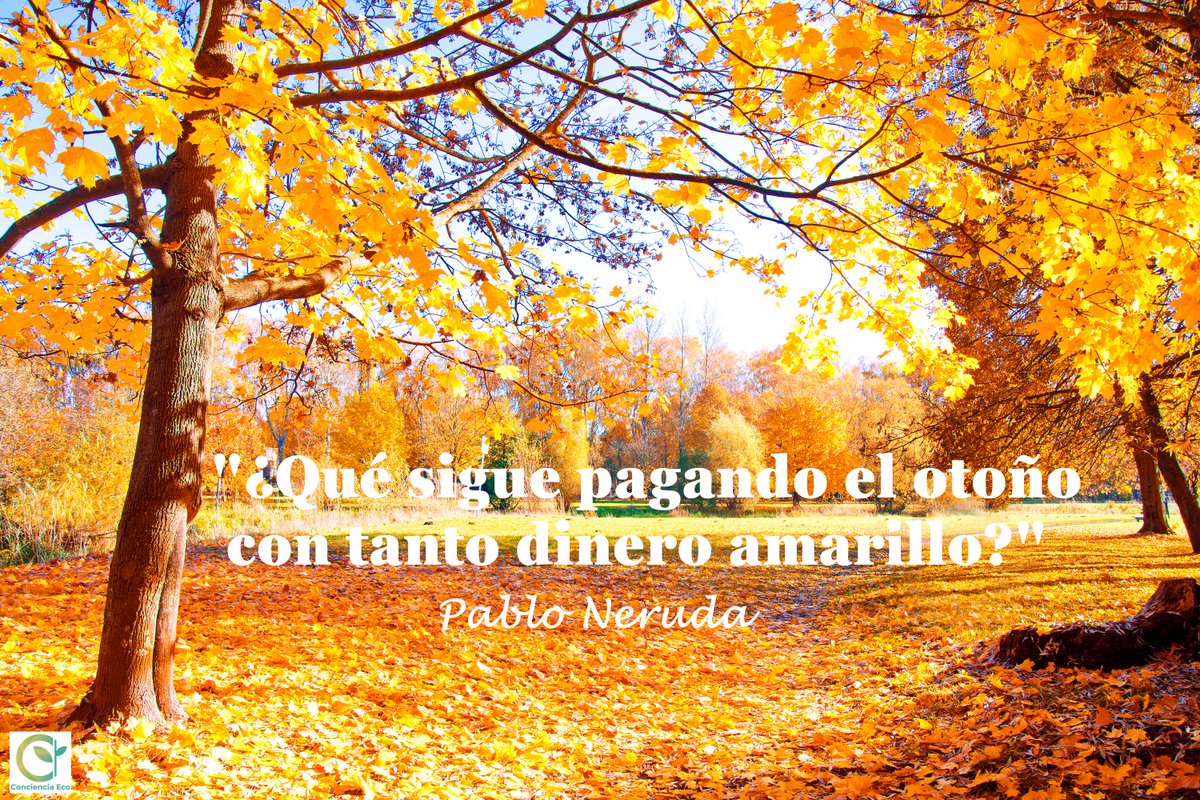 concienciaeco's tweet image. Una #reflexión para cada día:
&quot;¿Qué sigue pagando el otoño con tanto dinero amarillo?&quot;
#PabloNeruda
#medioambiente #otoño #naturaleza #pagar #dinero #árboles #hojas #pensamiento #conciencia #sabiduría #percepción #psicología #filosofía #frasescélebres #percepción #mente #verdad