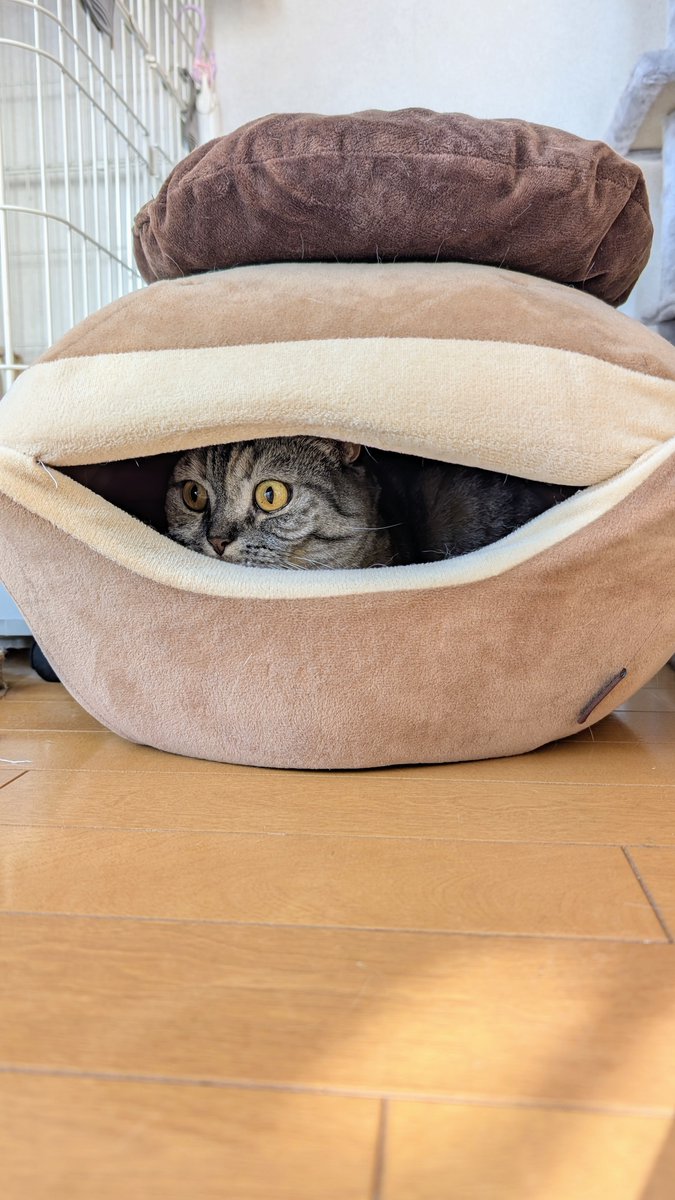 ねこさん⚡(ΦωΦ) (@catnap707) / Posts / X