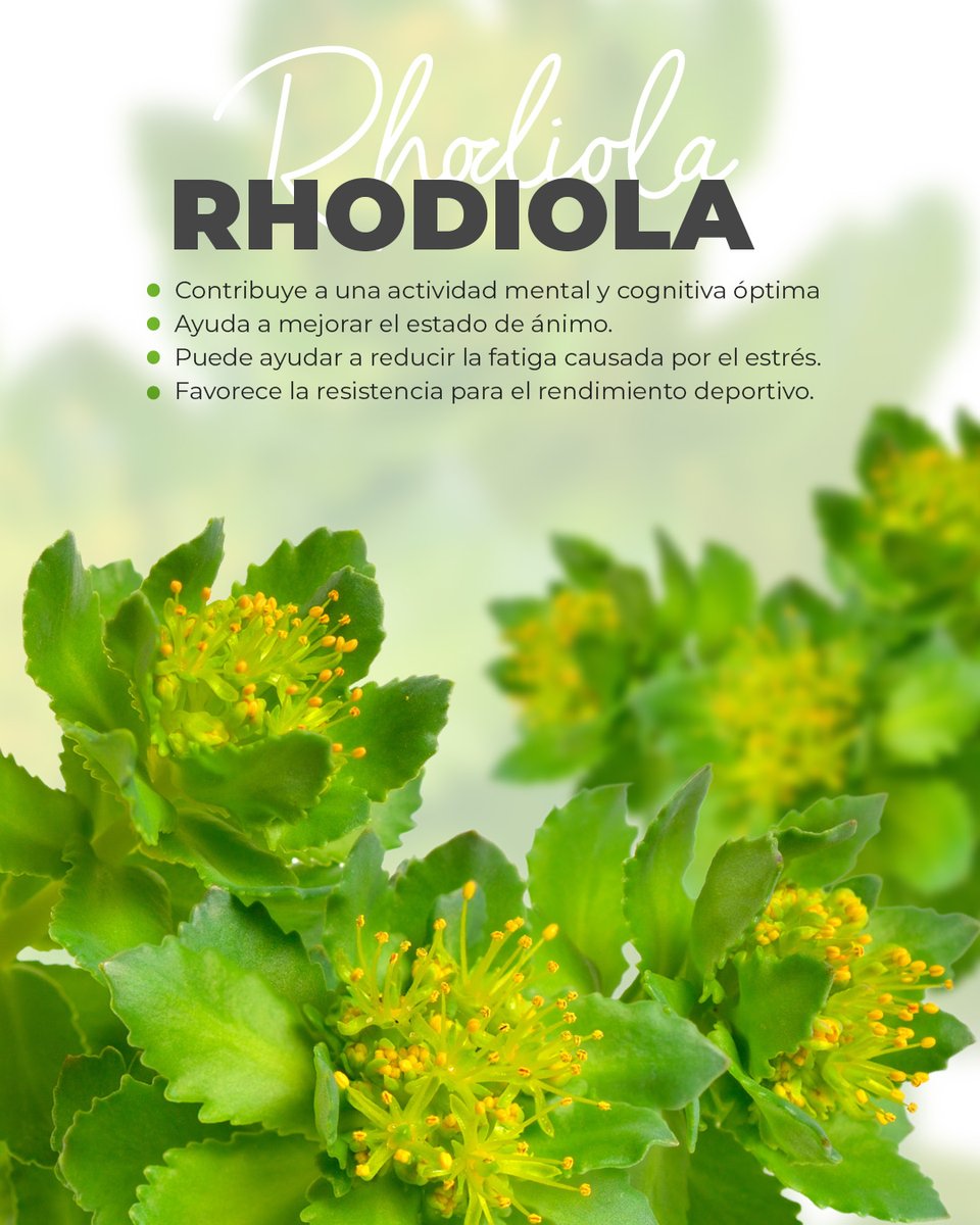 🌿¿Sabías que existe una planta conocida como “raíz de oro” o “raíz del Ártico”?

Es la Rodiola, usada tradicionalmente en climas extremos.🌀

🧠 Actividad mental óptima
🙂 Mejora del estado de ánimo
⚡ Menos fatiga por estrés
🏃‍♂️ Más resistencia física